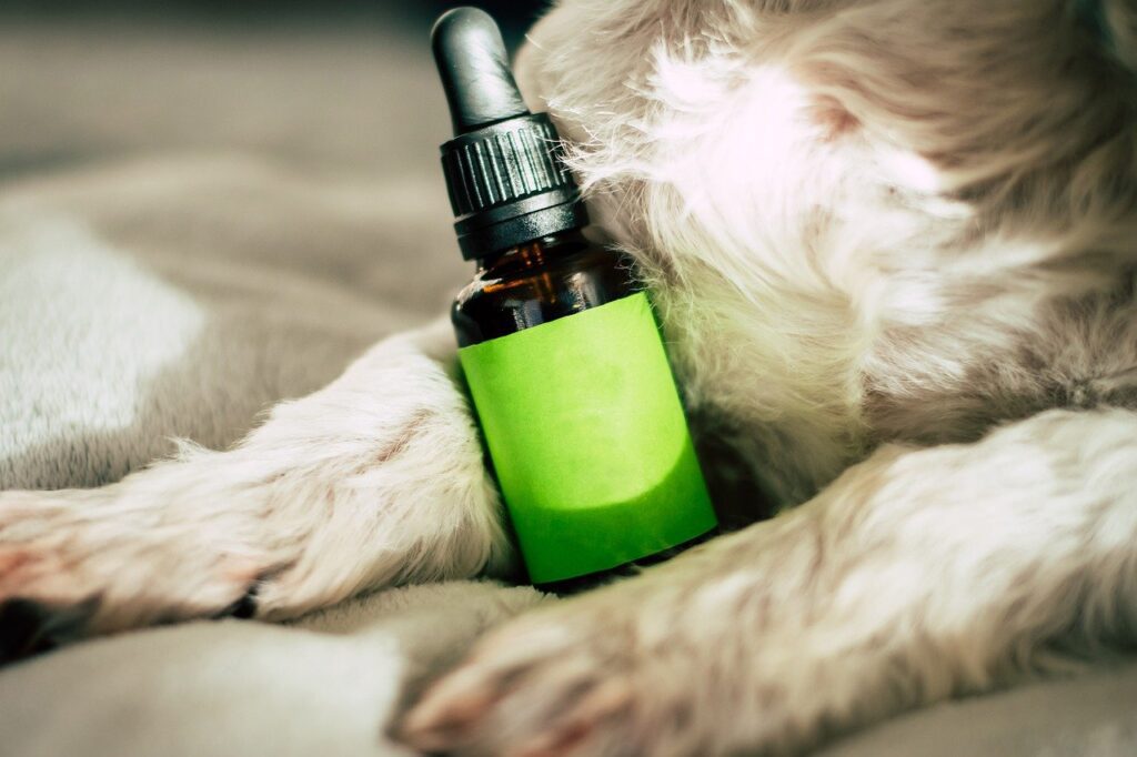 CBD oil for dogs